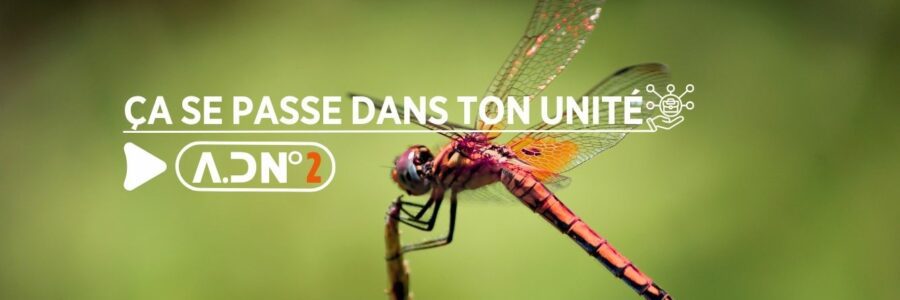 L’APRÈS-LIBELLULE INCERTITUDES PERSISTANTES